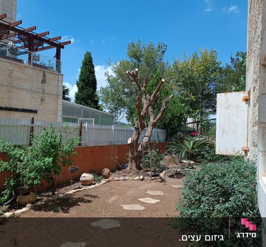 עץ שעבר גיזום מאסיבי בגינה פרטית עם אבני מדרך